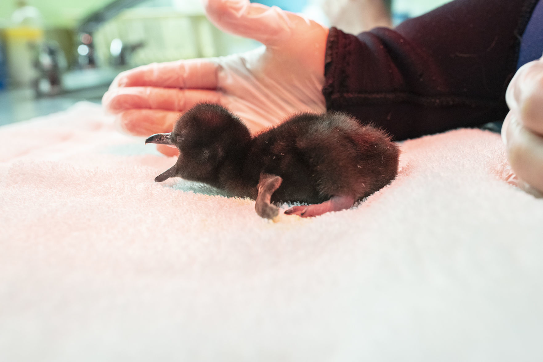 Magellanic Penguin Chick